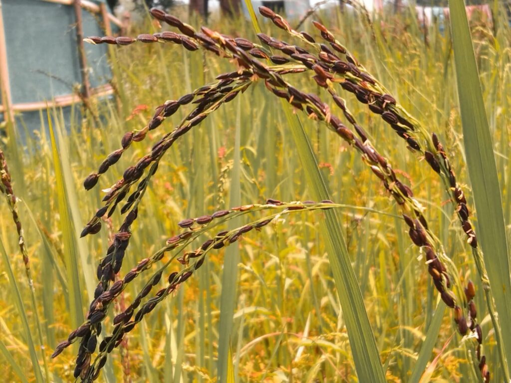 September in January: Rethinking Joha Rice Timing in Assam 2 WhatsApp Image 2026 01 13 at 4.37.55 PM