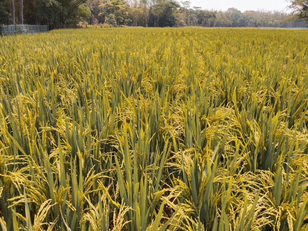 September in January: Rethinking Joha Rice Timing in Assam 3 WhatsApp Image 2026 01 13 at 4.37.57 PM 1