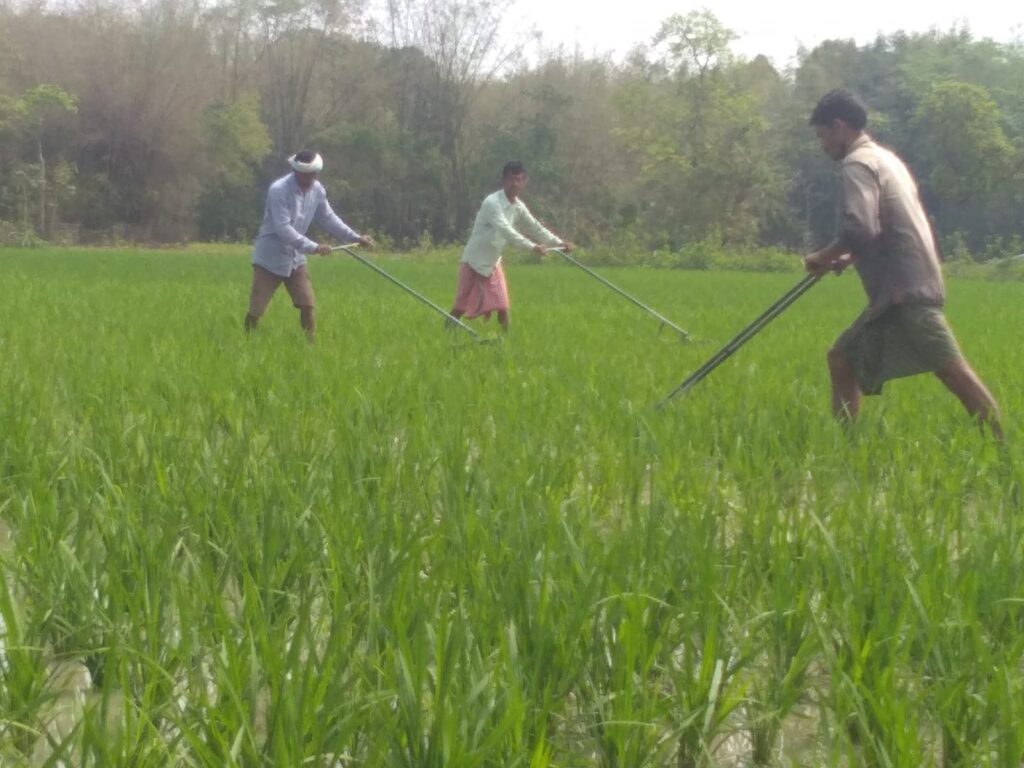September in January: Rethinking Joha Rice Timing in Assam 1 WhatsApp Image 2026 01 13 at 4.37.57 PM 2